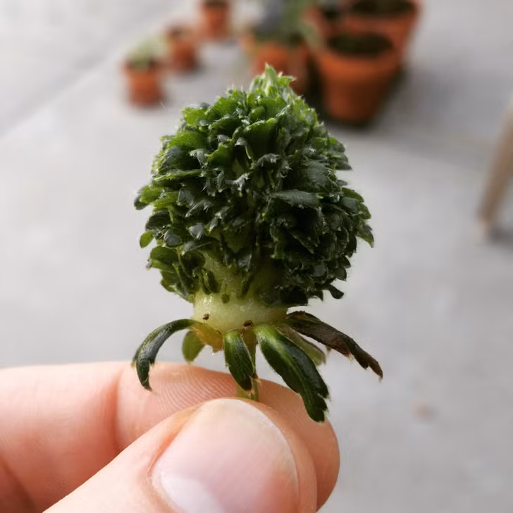 Có lẽ trong quá trình phát triển, quả dâu này đã bị lỗi ở một giai đoạn nào đó nên mới "xanh lè" như thế này.