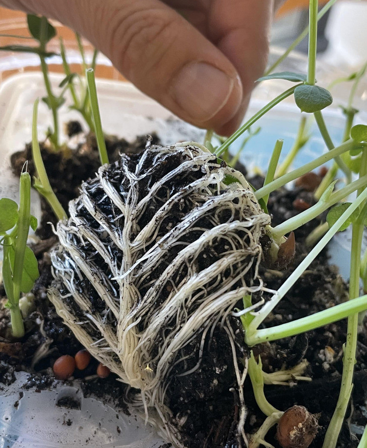 Dành cho những ai nhầm tưởng đây là một bộ xương cá thì đây thực chất chỉ là một bộ rễ cây khéo léo "đan móc" vào nhau mà thôi.