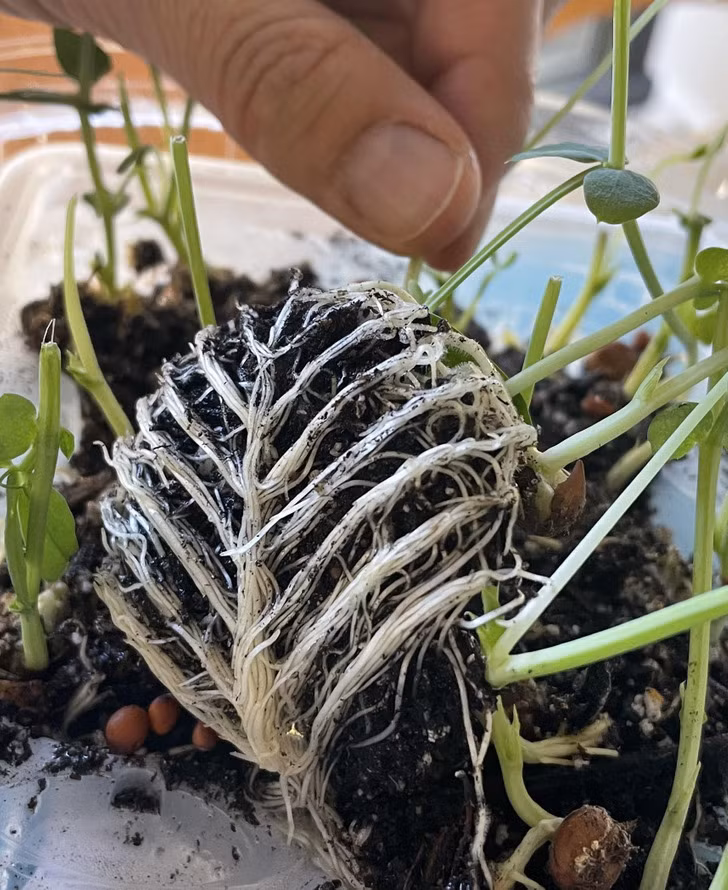 Dành cho những ai nhầm tưởng đây là một bộ xương cá thì đây thực chất chỉ là một bộ rễ cây khéo léo "đan móc" vào nhau mà thôi.