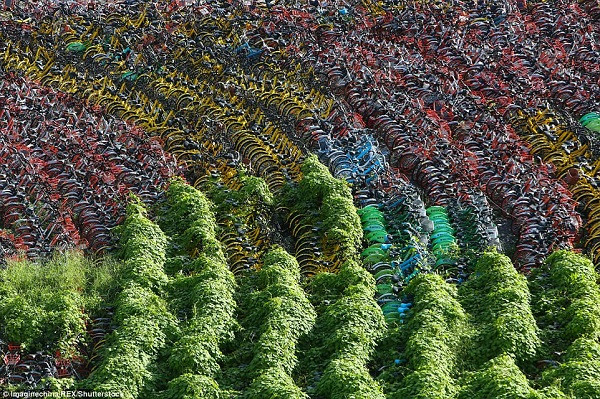 Trong khi những chiếc xe đạp trên mặt đất bị vứt bỏ quá lâu đến mức cây cỏ bao trùm,...