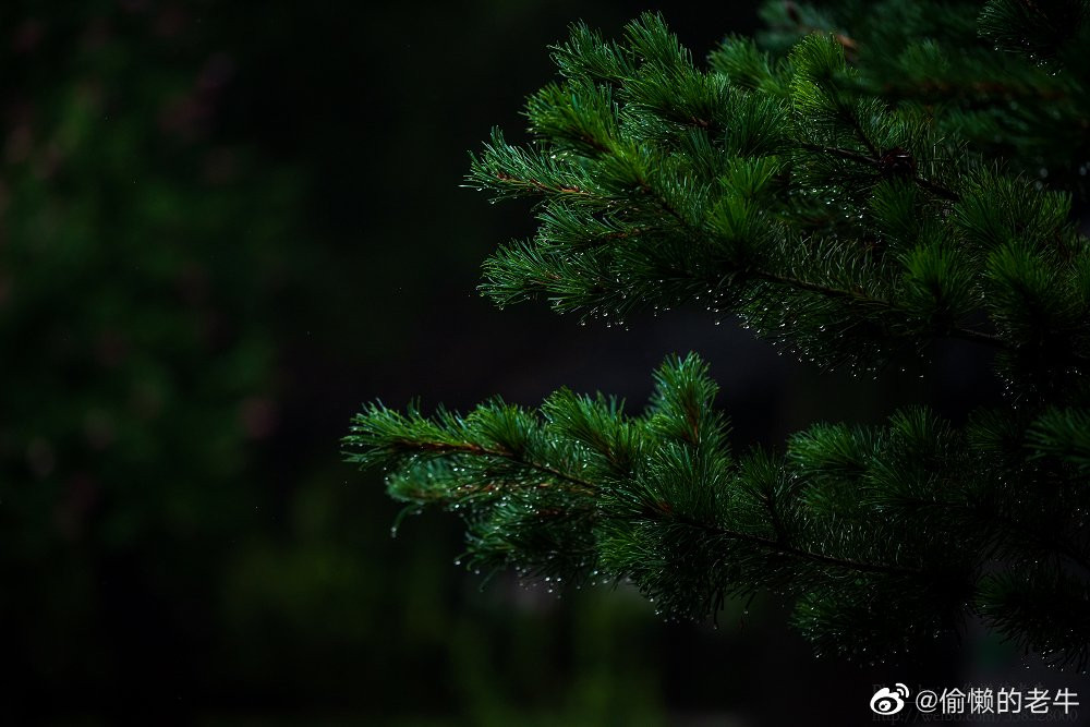 ... và đặc biệt ấn tượng vào những ngày mưa.