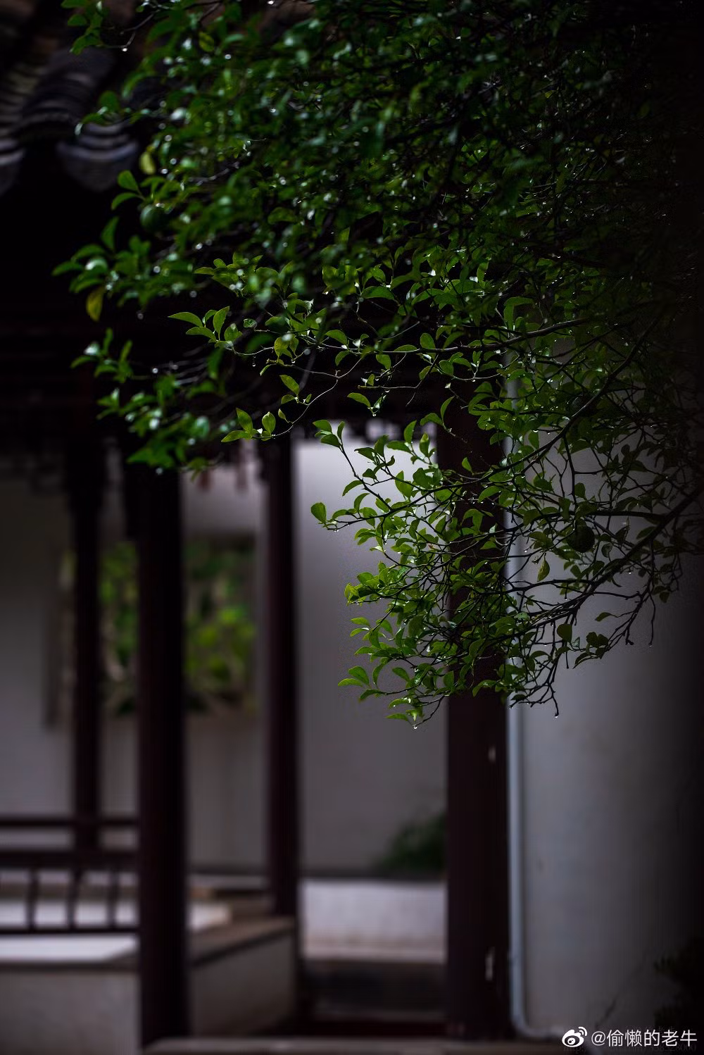 Theo nhiều người nhận xét, Chiêm viên mùa nào cũng đẹp,...