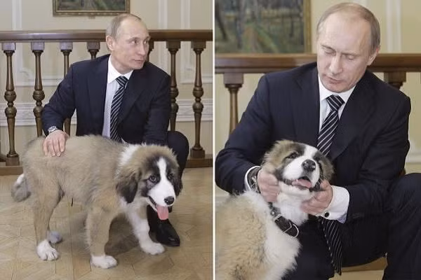 Buffy thuộc giống chó chăn cừu Karakachan, là quà tặng của Thủ tướng Bulgaria dành cho Tổng thống Nga nhân dịp ông Putin tới thăm Bulgaria vào năm 2010.