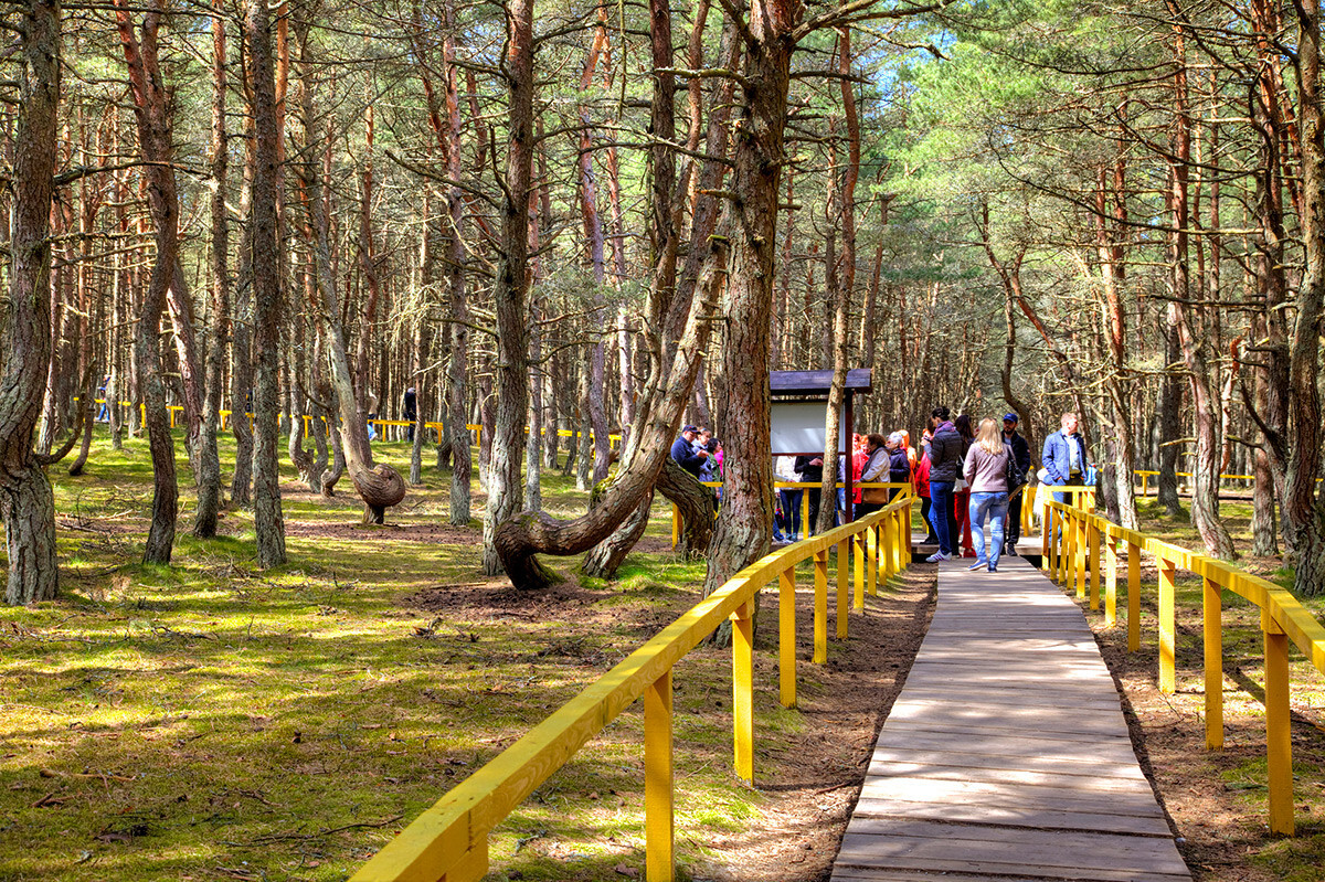 Ngoài những thân cây "nhảy múa", khu rừng này còn thu hút du khách nhờ không khí trong lành và mùi thông thơm mát, giúp họ tì được sự yên tĩnh hiếm có.