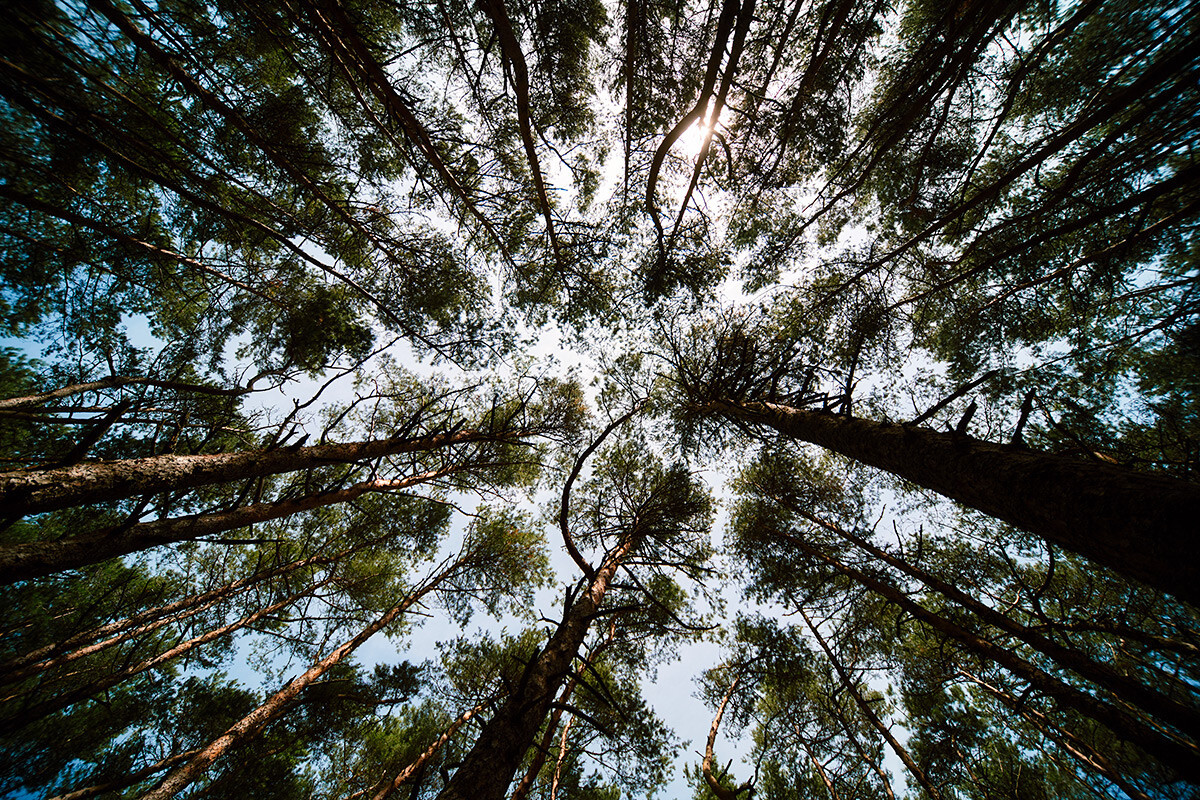 Khu rừng này có tuổi đời khá "trẻ". Những cây thông tại đây được trồng từ thế kỷ 19-20.