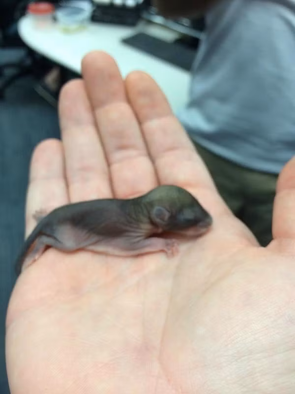 “Nhat” duoc sinh vat ky la, nuoi lon van khong biet la con gi