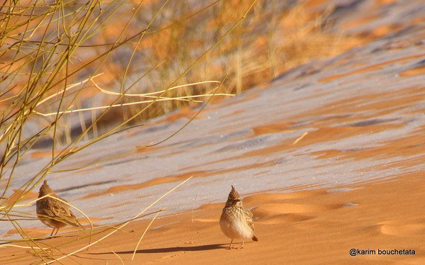 Trong khi đó, nhiệt độ ở Sahara, sa mạc lớn nhất thế giới có thể lên tới 58 độ C.