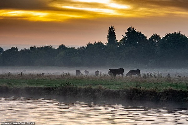 Những chú bò "thoát ẩn thoát hiện" trong sương mù và ánh mặt trời le lói trên bờ sông Cam ở Cambridge. Ảnh: SWNS