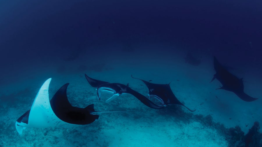 ... trao cho các công viên biển đáp ứng các tiêu chuẩn khoa học cao nhất về hiệu quả bảo tồn.