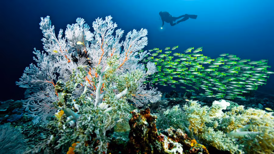 ... các rặng san hô cũng dần phục hồi.