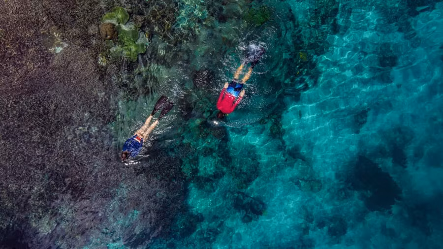 Nhờ cố gắng bảo tồn của của chính quyền địa phương cũng như quốc tế, quần thể cá tăng trở lại...