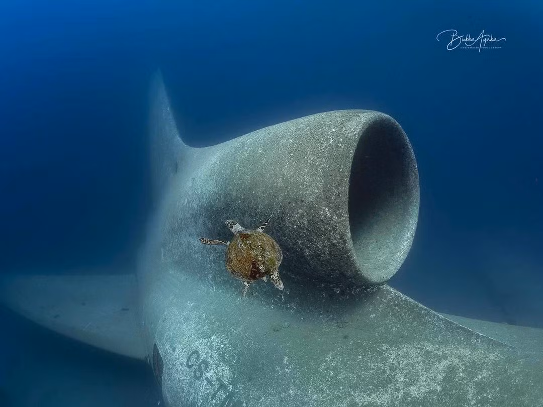 Trong khi đó, phần thân máy bay lại là nơi trú ngụ của nhiều loại sinh vật biển khác.