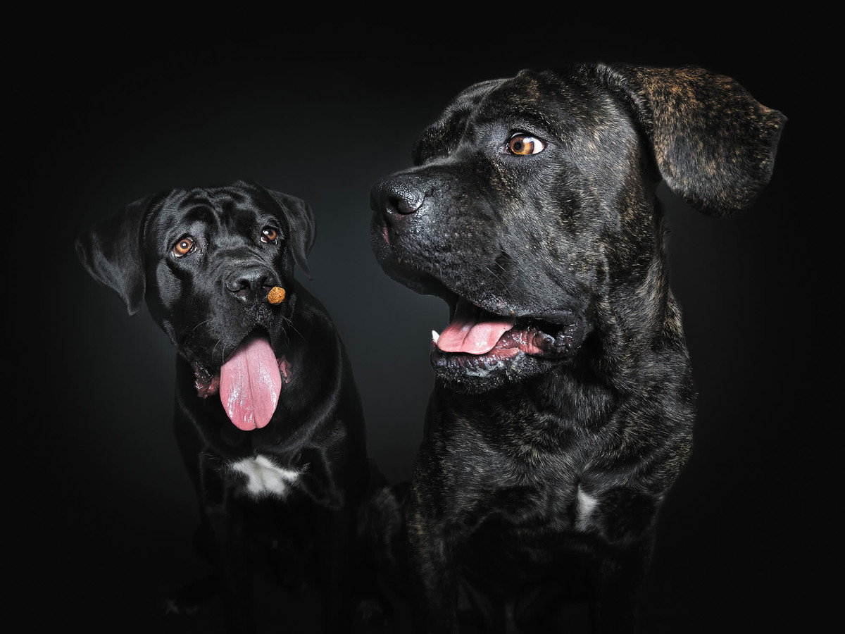 Với tốc độ màn trập nhanh tới 1/8000 giây, Vieler bắt được những khoảnh khắc hoặc biểu cảm thú vị mà mắt thường khó có thể nhìn thấy.