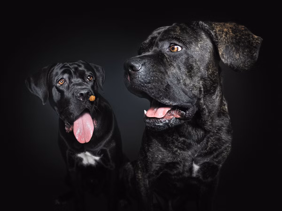 Với tốc độ màn trập nhanh tới 1/8000 giây, Vieler bắt được những khoảnh khắc hoặc biểu cảm thú vị mà mắt thường khó có thể nhìn thấy.