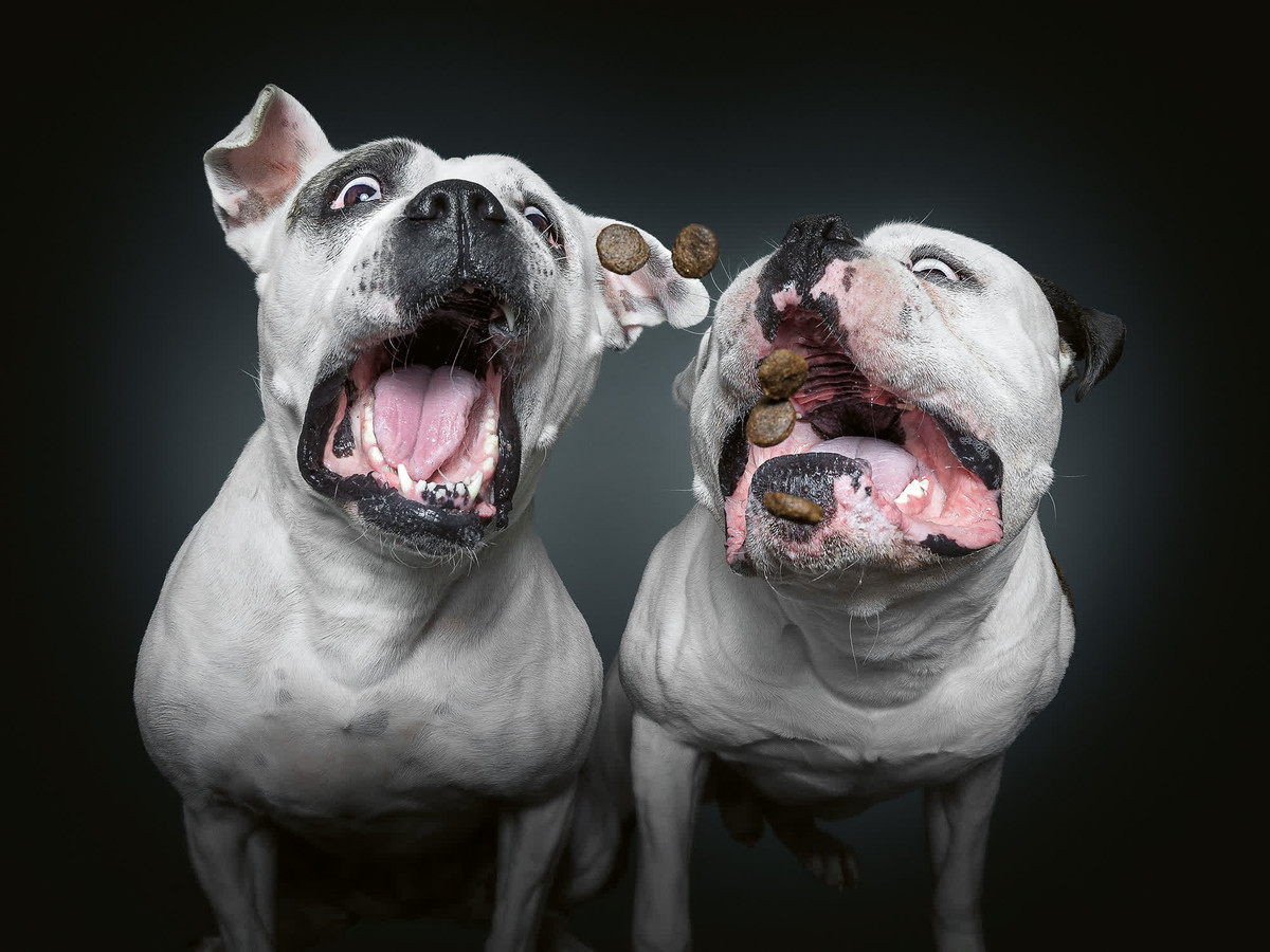 Tuy nhiên, việc chụp các chú chó theo cặp cũng khiến thách thức của Vieler tăng lên gấp đôi.