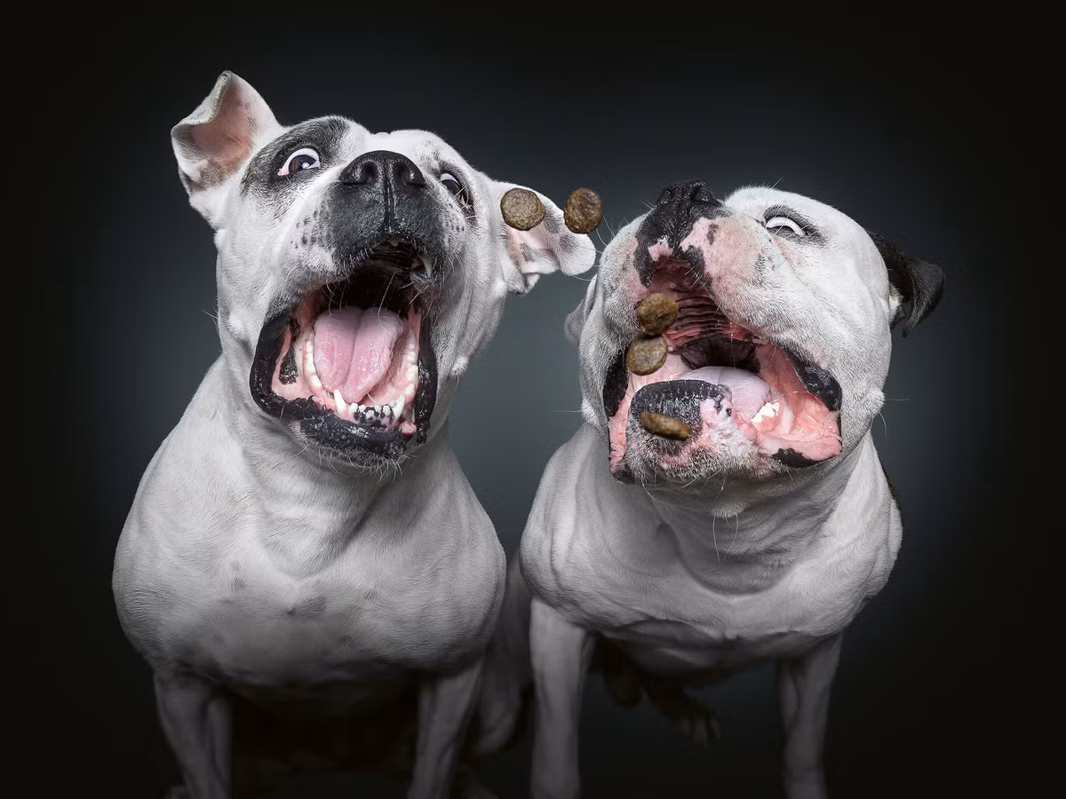 Tuy nhiên, việc chụp các chú chó theo cặp cũng khiến thách thức của Vieler tăng lên gấp đôi.