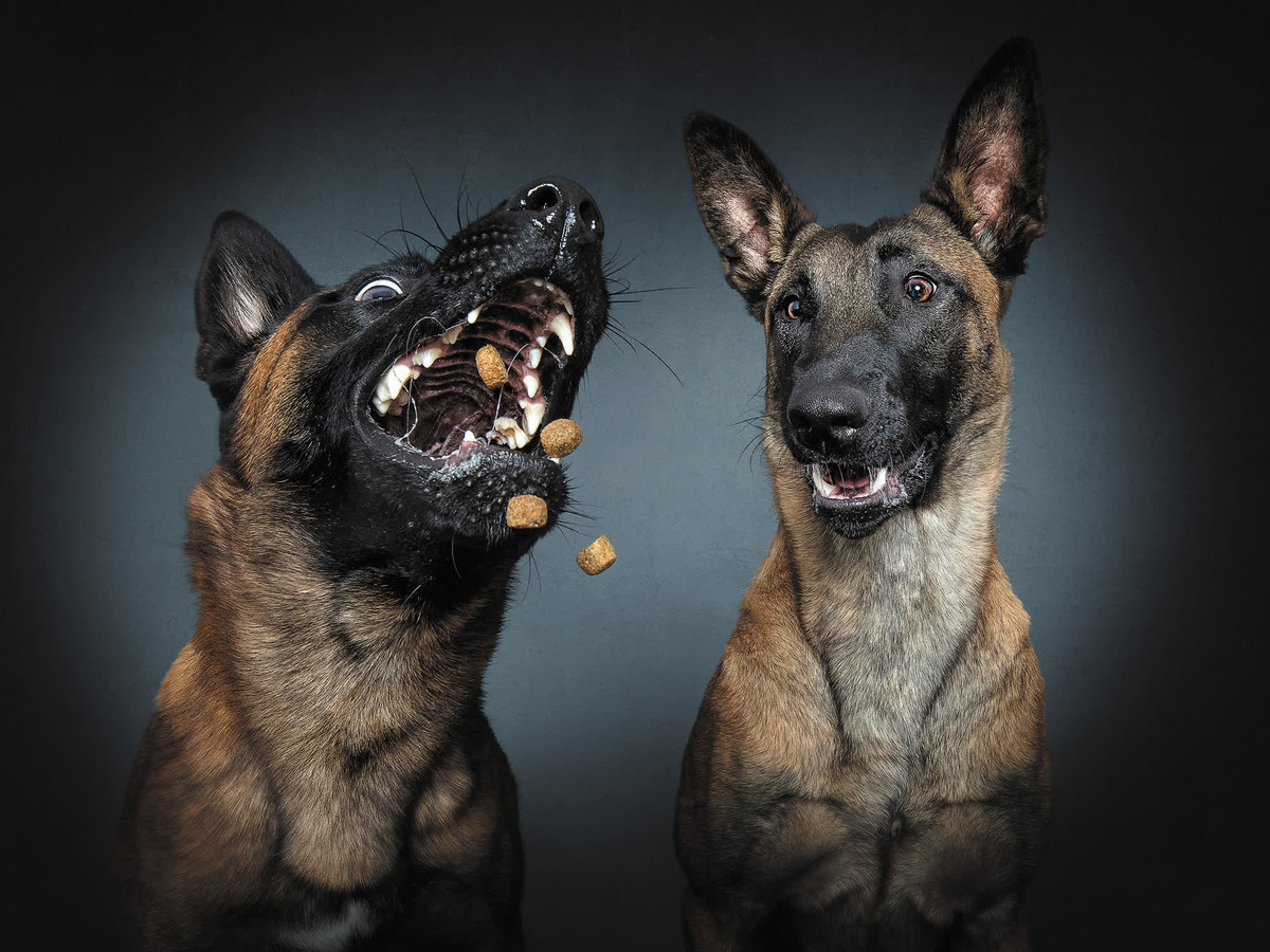 Cũng có đôi khi, các chú chó gặp "căng thẳng". Lúc này, Vieler phải ngừng việc chụp ảnh lại để giúp chúng bình tâm trở lại.