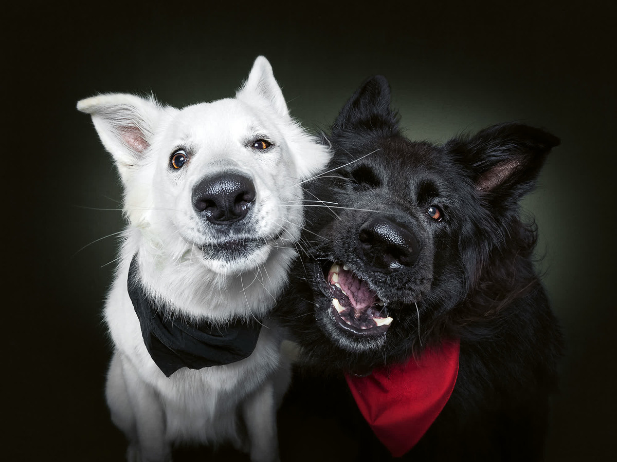 Tuy nhiên việc cố định vị trí cho chúng trong lúc chụp là điều gần như không thể.