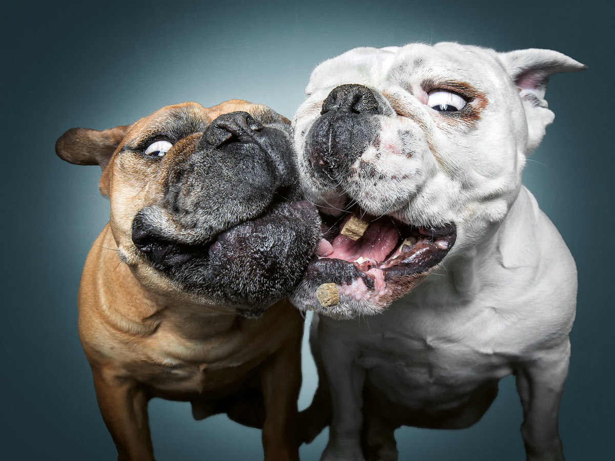 Hai huoc loat anh cac chu cho tranh nhau do an