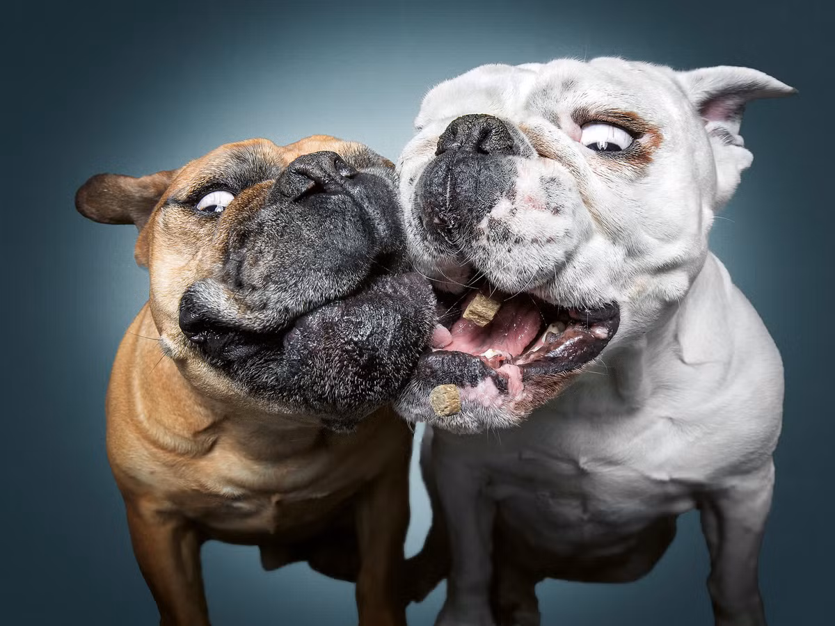 Hai huoc loat anh cac chu cho tranh nhau do an