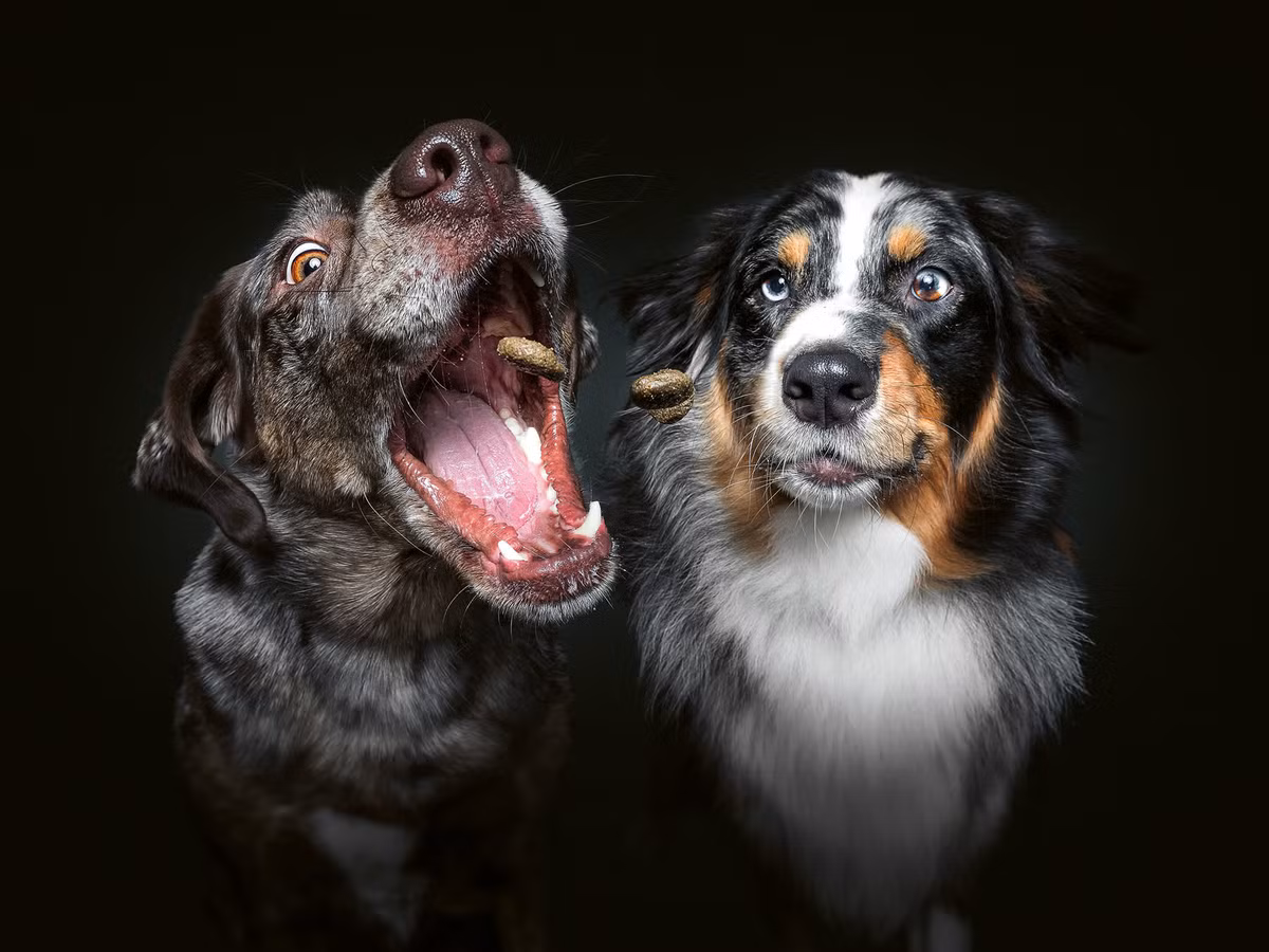 Vieler chọn những cặp chó đang chung sống với nhau bởi sự thân thiết sẽ không gây ra "chiến tranh".