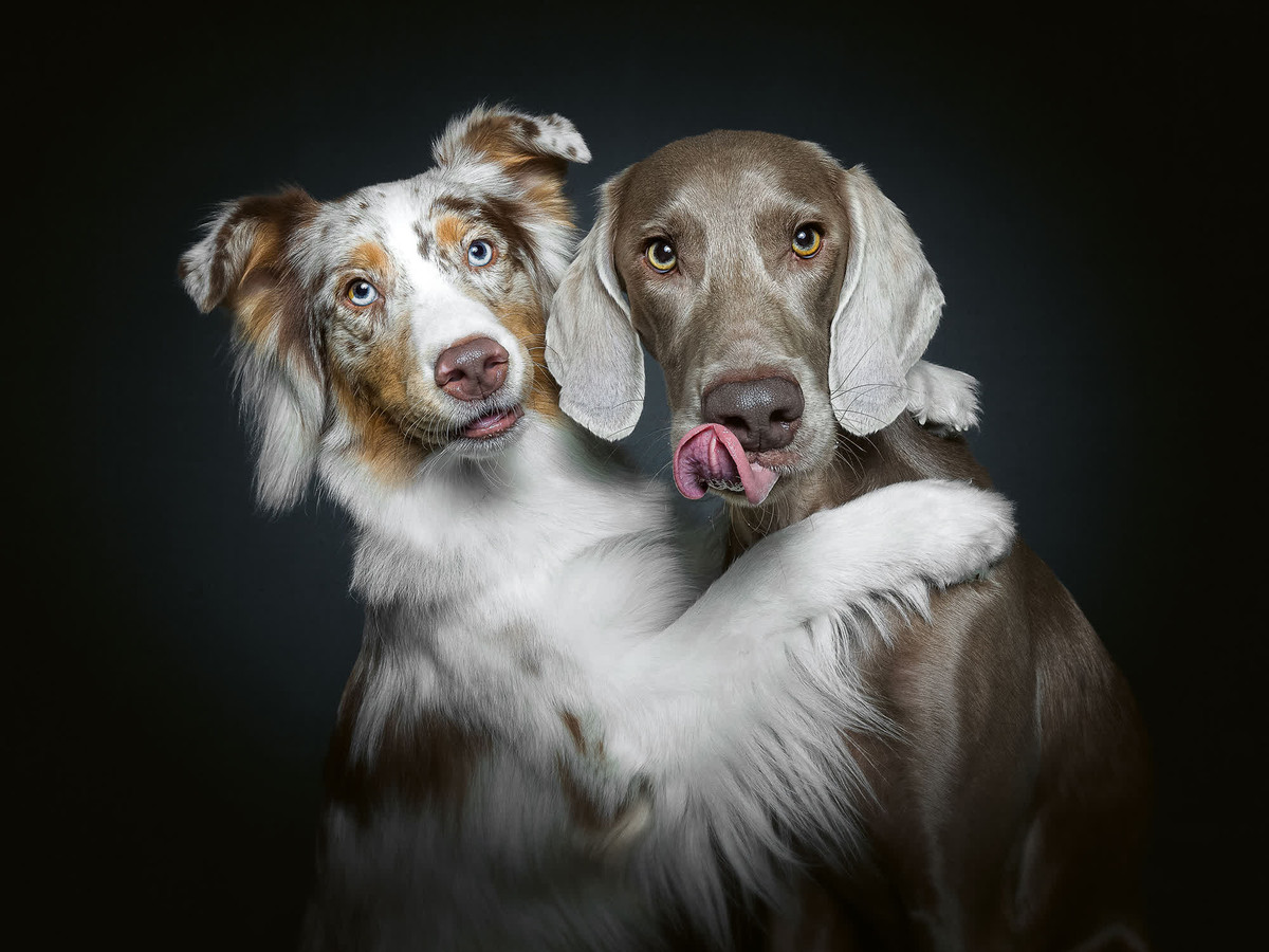 Trong cuốn sách mới của mình, Vieler vẫn chụp theo phong cách cũ tuy nhiên đối tượng là đây các "cặp chó".