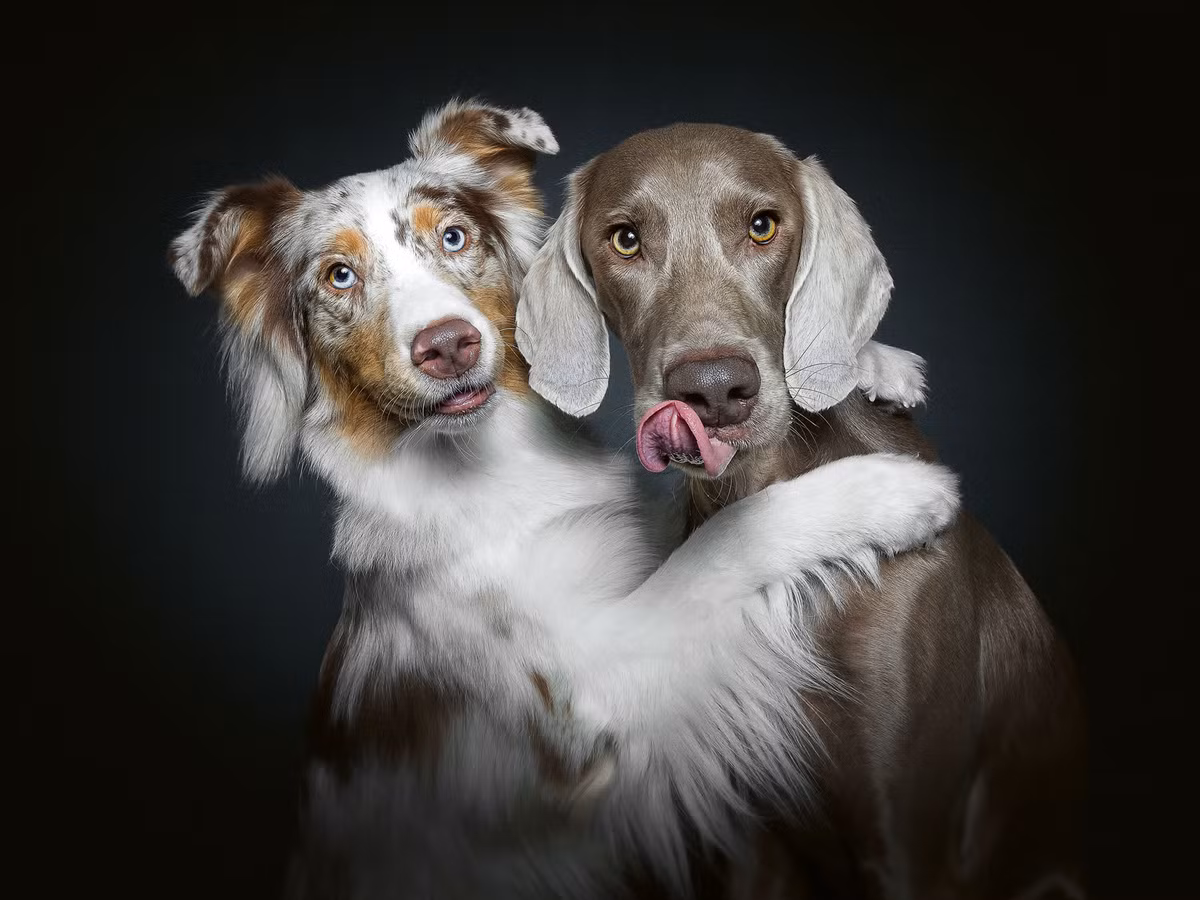 Trong cuốn sách mới của mình, Vieler vẫn chụp theo phong cách cũ tuy nhiên đối tượng là đây các "cặp chó".