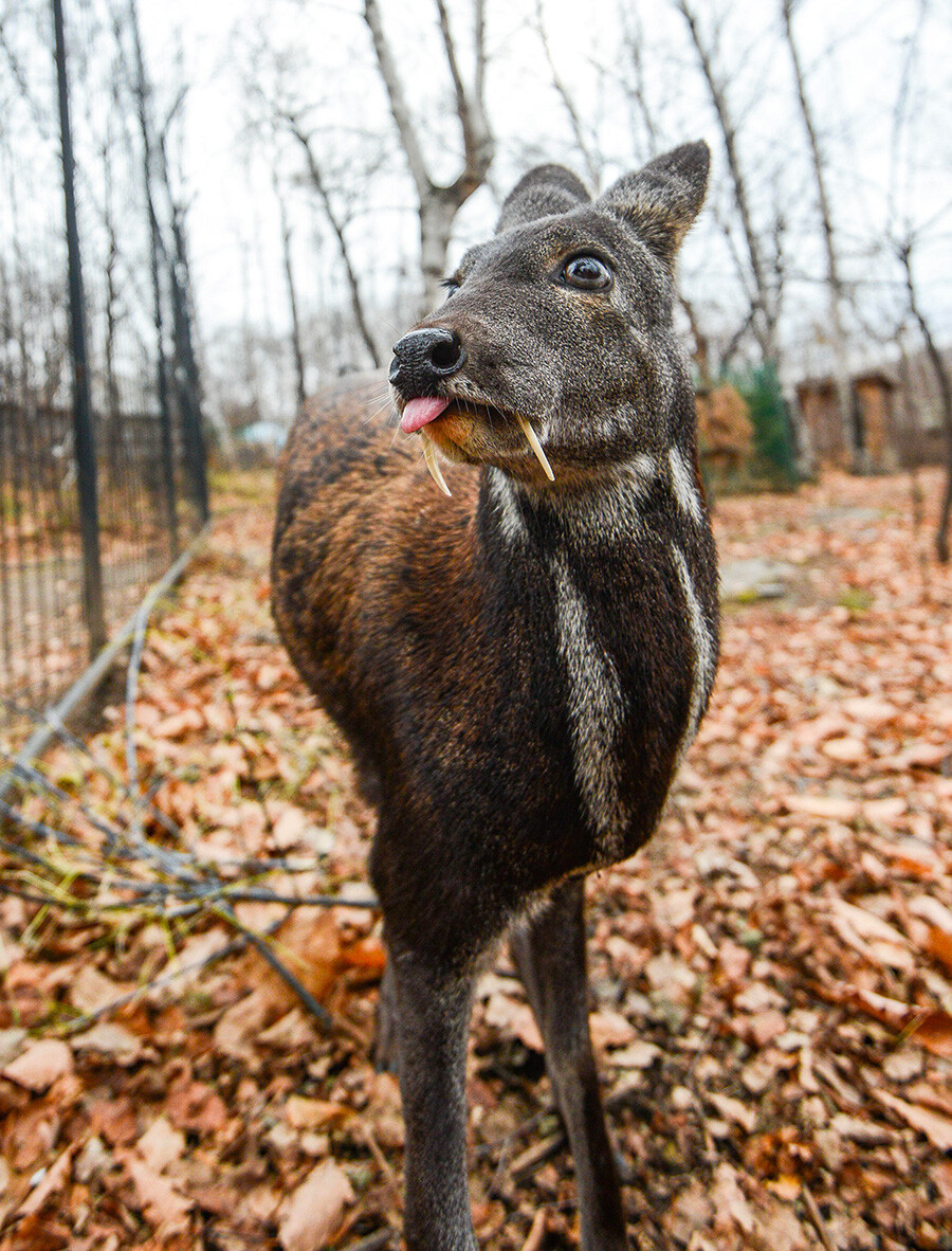 Tuy nhiên, chúng thực sự vô hại và chủ yếu để phân biệt giới tính.
