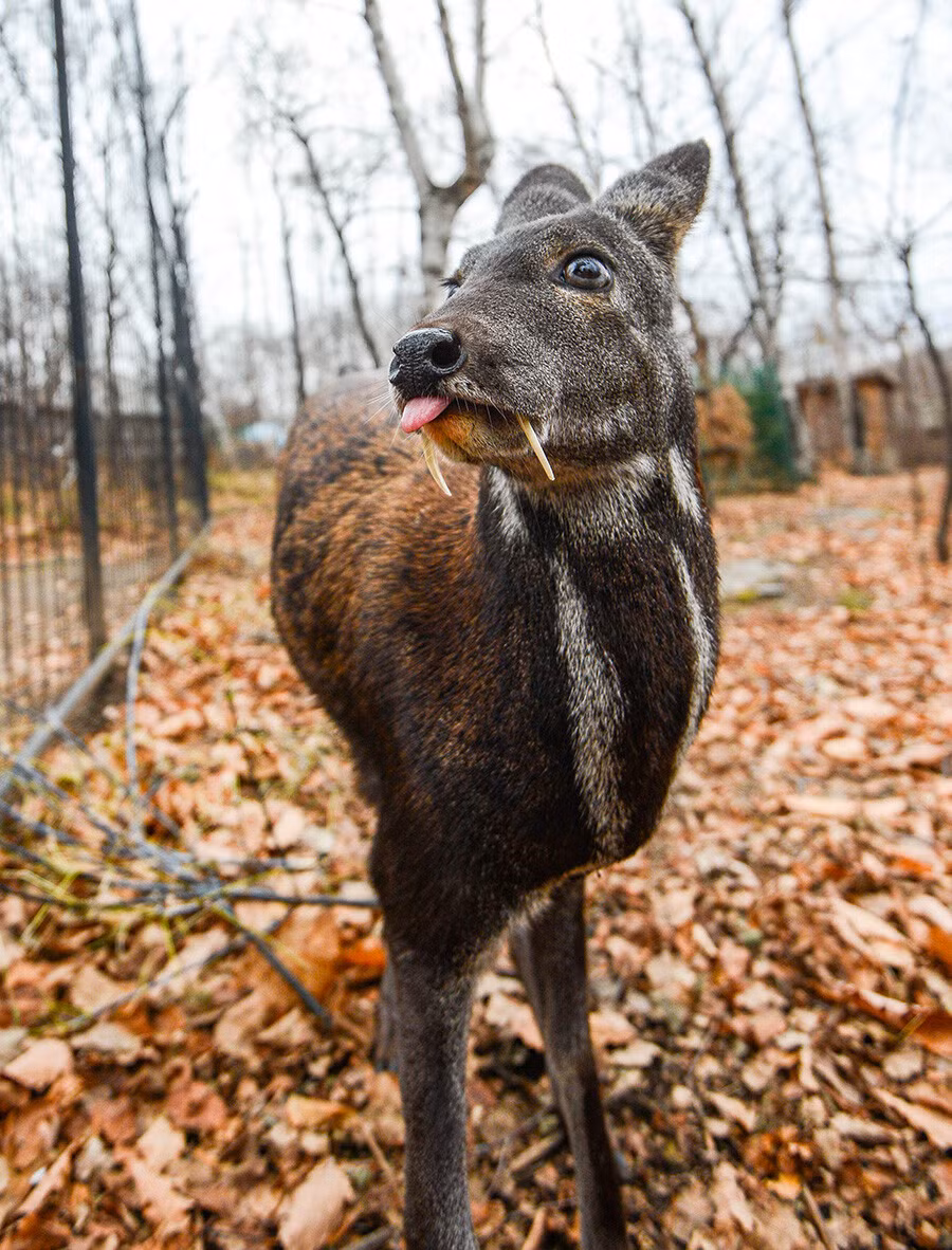 Tuy nhiên, chúng thực sự vô hại và chủ yếu để phân biệt giới tính.