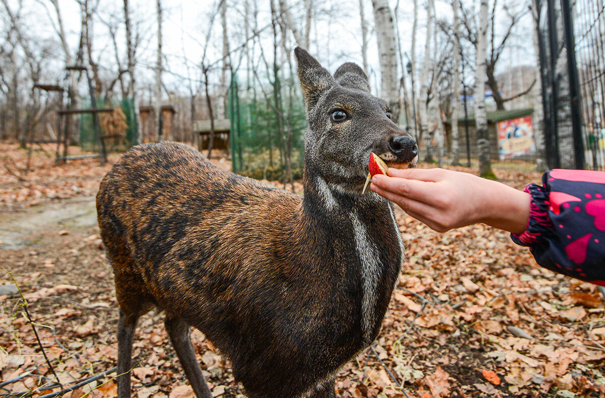 Hươu xạ Siberia có kích thước khá nhỏ, con trưởng thành trung bình nặng khoảng 10-15 kg và hiếm khi phát triển chiều dài hơn 1 mét.