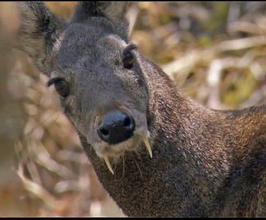 ... tuy nhiên, một số vùng của nước Nga đã đưa nó vào Sách Đỏ của địa phương.