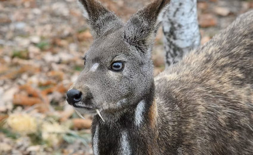 Rất khó để biết chính xác lượng hươu xạ Siberia còn tồn tại vì chúng sống ở những nơi khó tiếp cận,...