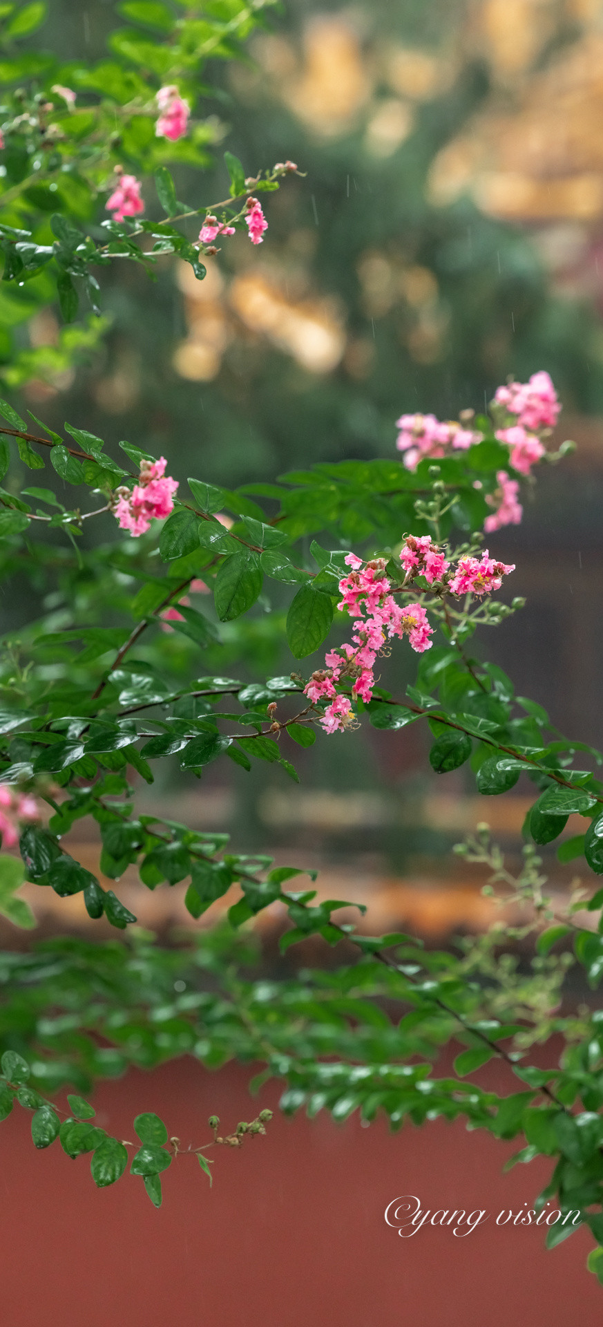 ...chẳng bao lâu nữa, những chiếc là này cũng sẽ chuyển sắc để hòa hợp với tiết trời thu.