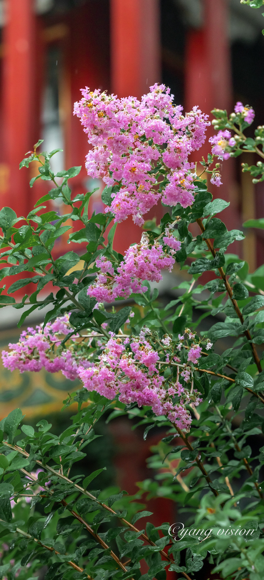 Những hạt mưa chào tạm biệt màu như vương vấn đọng lại trên những nhành cây, kẽ lá.