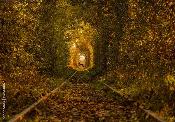 Đường hầm tình yêu cũng là cái tên mà du khách đặt cho nó.