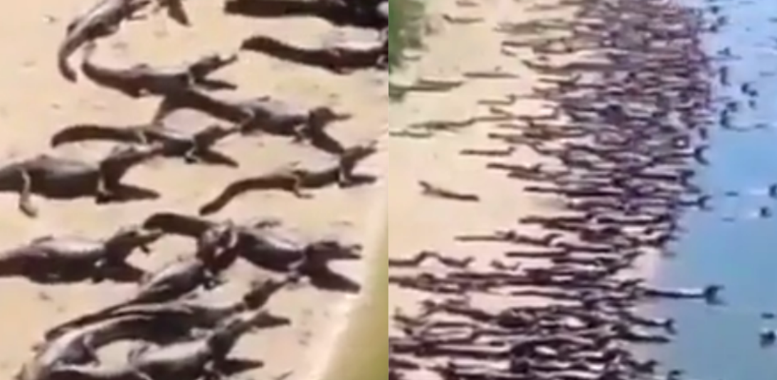 Thuc hu ca sau “xam chiem” bai bien Brazil khien dan tinh het hon