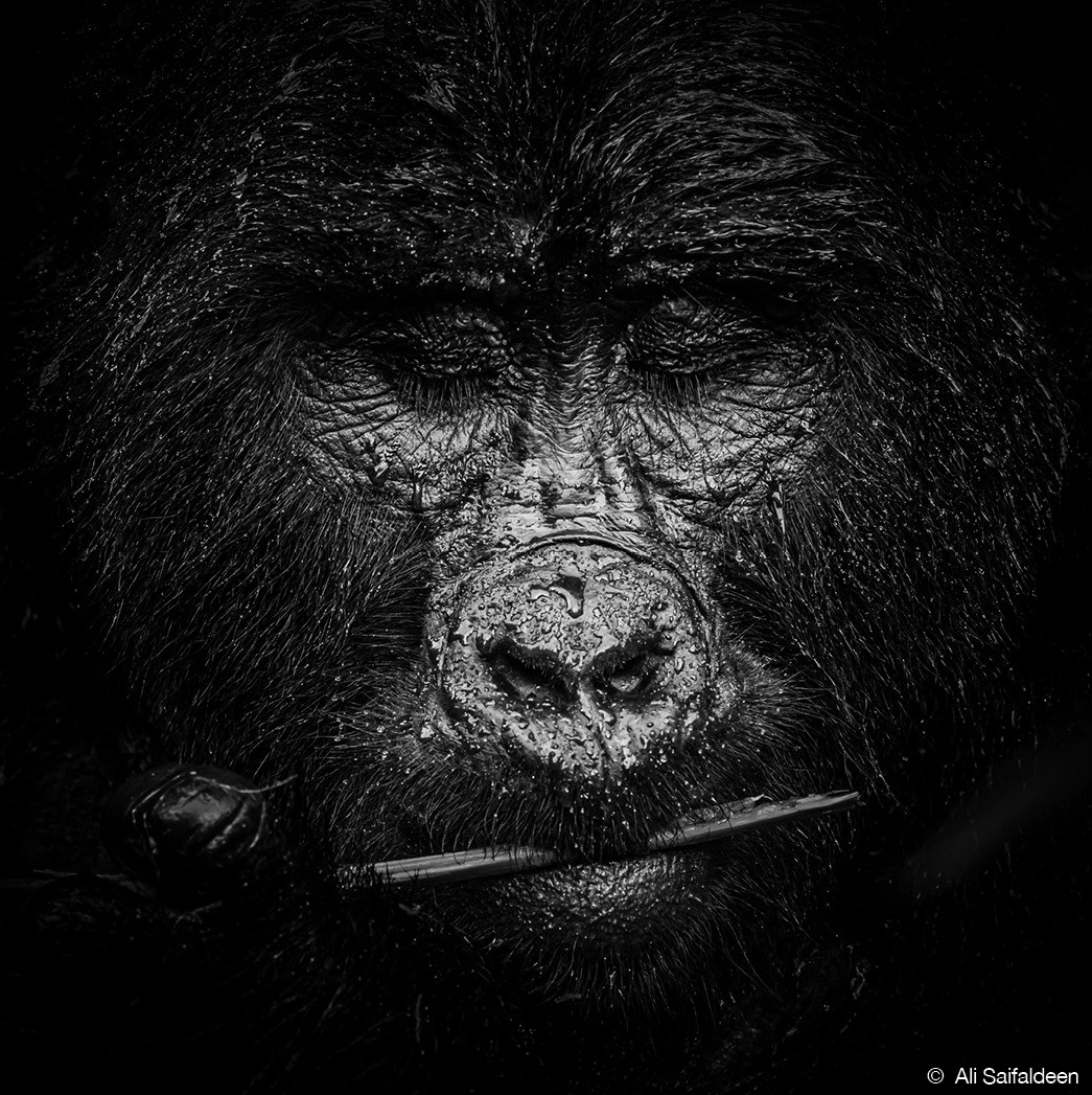 Bức ảnh chụp một con khỉ đột tại Uganda của nhiếp ảnh gia Ali Saifadeen đến từ Qatar giành giải nhất ở hạng mục "Chân dung".