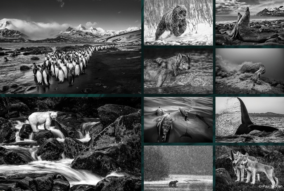 Giải nhất ở hạng mục "Tổng hợp - Kể chuyện" thuộc về tác phẩm "Cold Pursuit" của nhiếp ảnh gia người Canada Paul Nicklen.