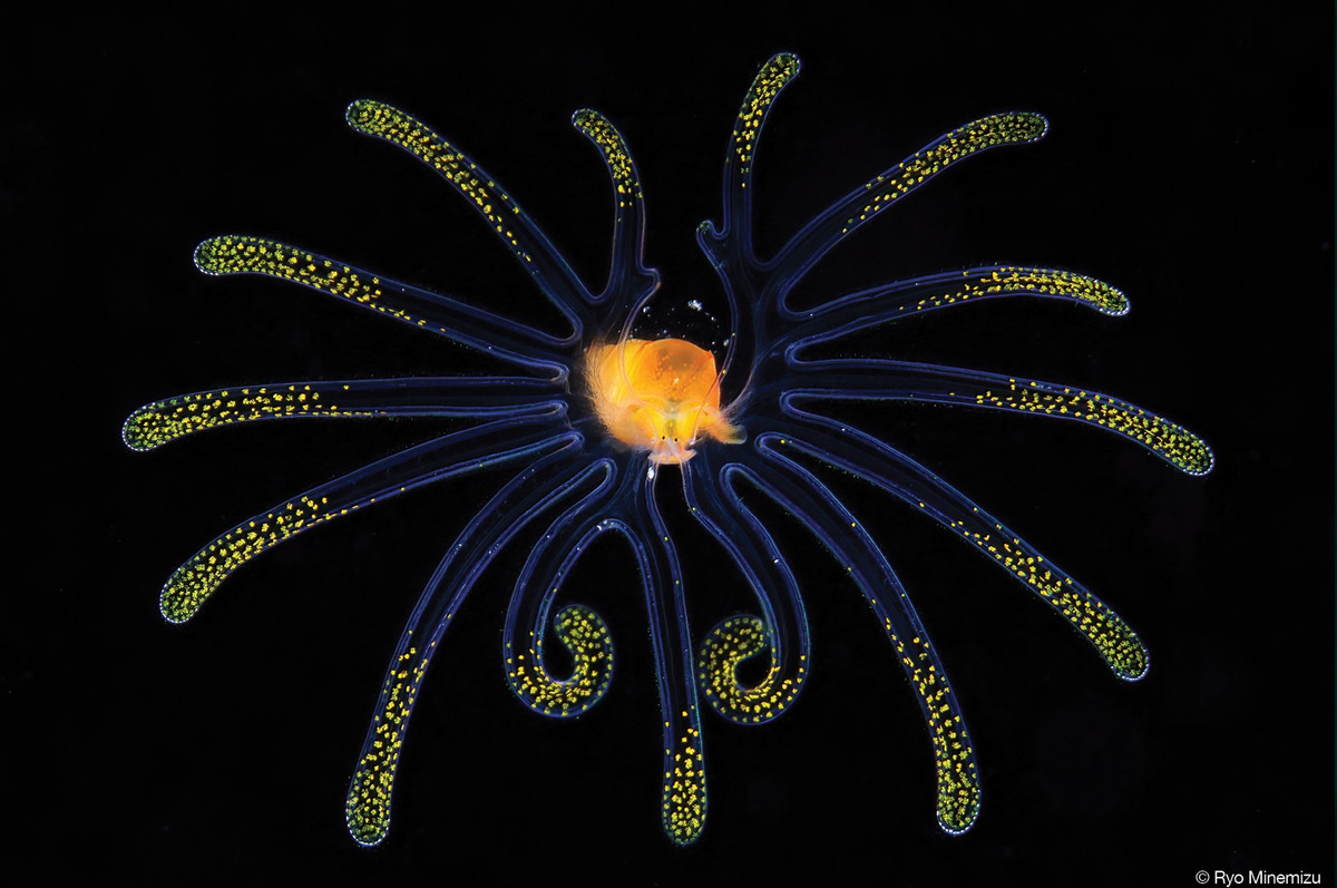 Tác phẩm "Jumeirah" của nhiếp ảnh gia người Nhật Ryo Minemizu giành giải Nhất của cuộc thi.