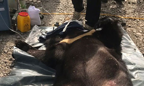 Nguoi dan tu nguyen giao nop ca the gau ngua 