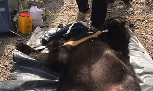 Nguoi dan tu nguyen giao nop ca the gau ngua 