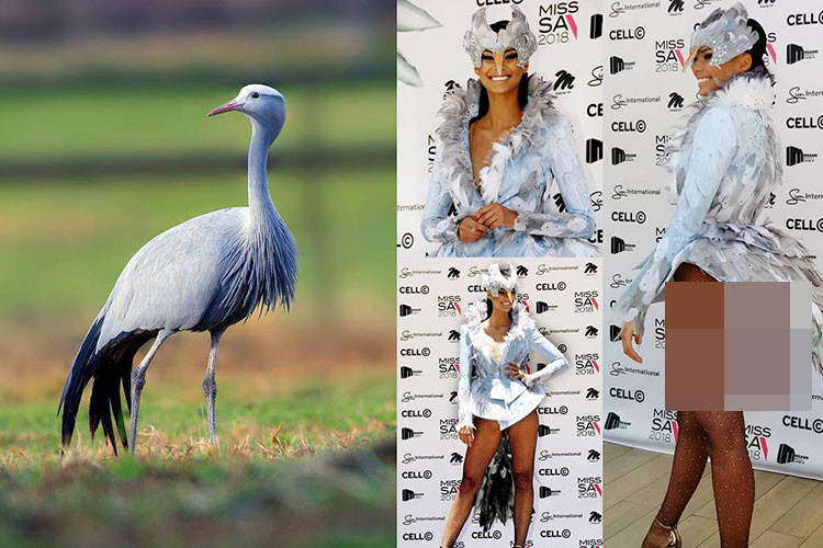 Sếu lam là loài chim được nhà thiết kế lấy cảm hứng cho trang phục dân tộc của người đẹp đến từ Nam Phi.