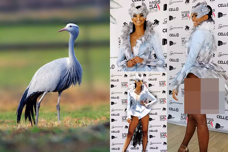 Sếu lam là loài chim được nhà thiết kế lấy cảm hứng cho trang phục dân tộc của người đẹp đến từ Nam Phi.