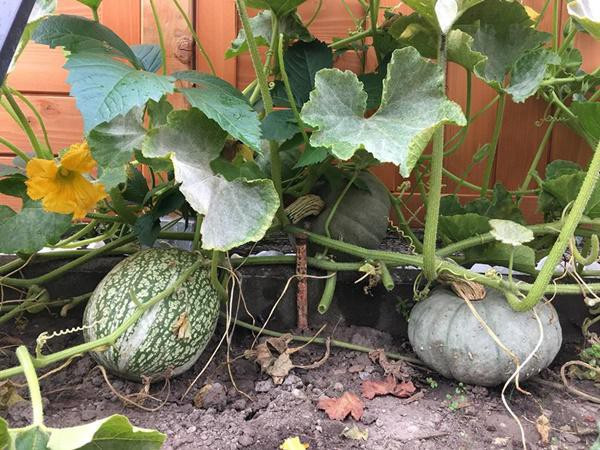 Ai cũng khen tấm tắc trước tài làm vườn mát tay của bà mẹ 3 con.