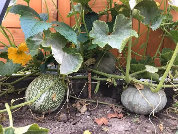 Ai cũng khen tấm tắc trước tài làm vườn mát tay của bà mẹ 3 con.