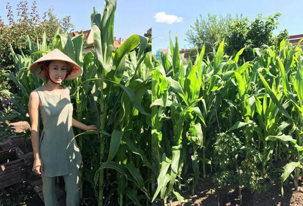 Dù xa quê hương, nhưng chị Ngọc Hà vẫn cảm thấy được an ủi phần nào khi ngắm nhìn thành quả gieo trồng của mình mỗi ngày, vơi đi nỗi nhớ nhà.