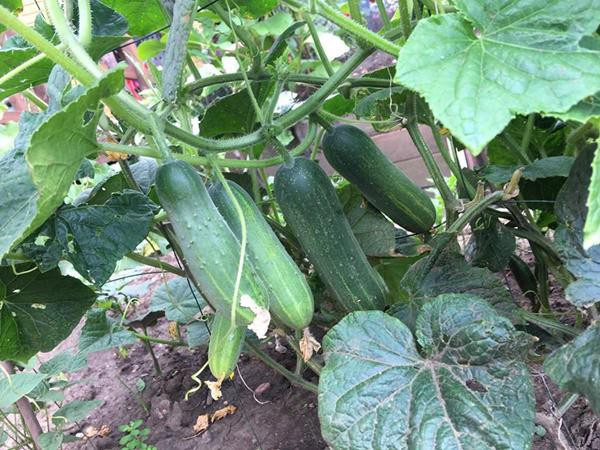 Không phụ công chị, khu vườn sau 1 năm đã phủ xanh mướt của các loại rau phổ biến ở Việt Nam như: mướp, su su, bầu bí...