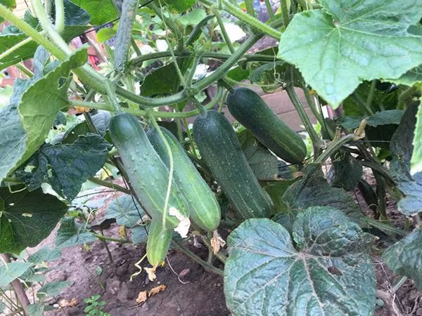 Không phụ công chị, khu vườn sau 1 năm đã phủ xanh mướt của các loại rau phổ biến ở Việt Nam như: mướp, su su, bầu bí...