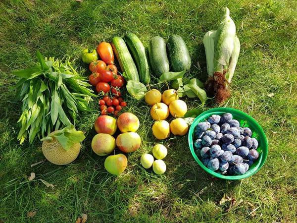 Thành quả trong một lần thu hoạch từ khu vườn của gia đình chị.