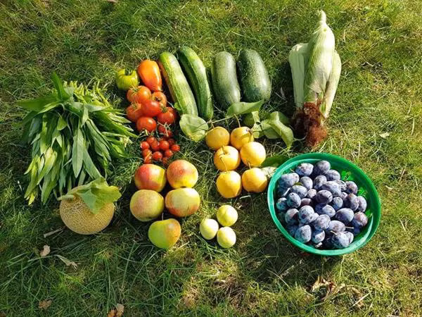 Thành quả trong một lần thu hoạch từ khu vườn của gia đình chị.